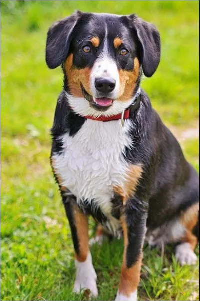 Devine la race de ce chien.