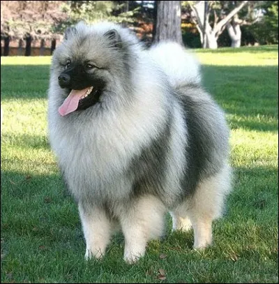 Devine la race de ce chien.