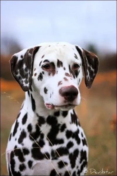 Devine la race de ce chien.