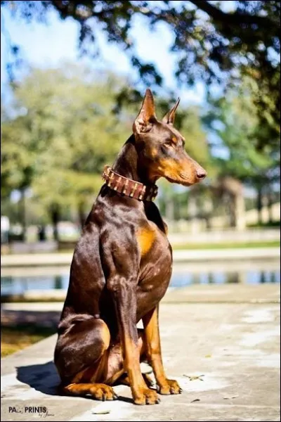 Devine la race de ce chien.