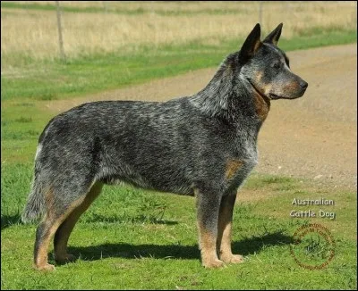 Devine la race de ce chien.