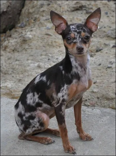 Devine la race de ce chien.