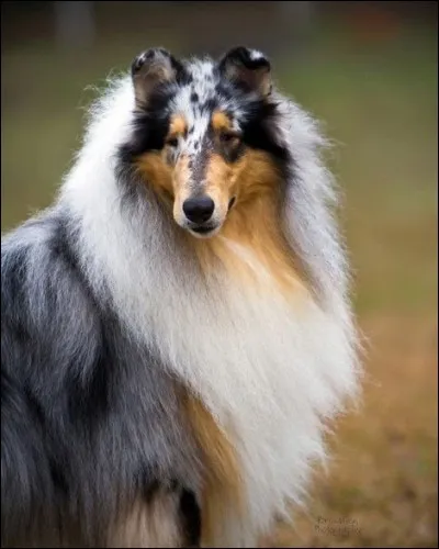 Devine la race de ce chien.