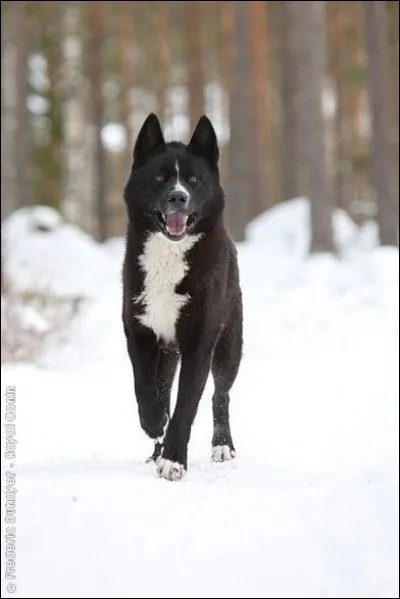 Devine la race de ce chien.