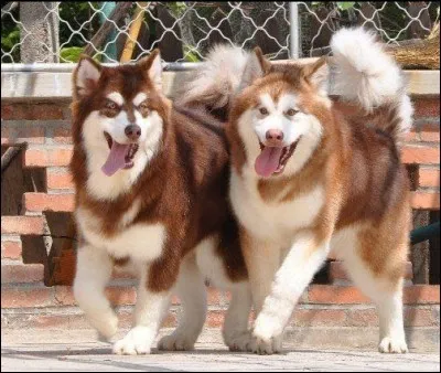 Devine la race de ce chien.