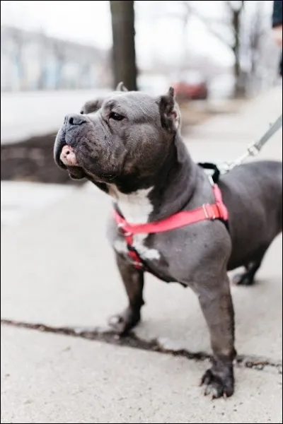 Devine la race de ce chien.