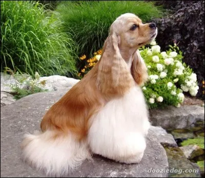 Devine la race de ce chien.