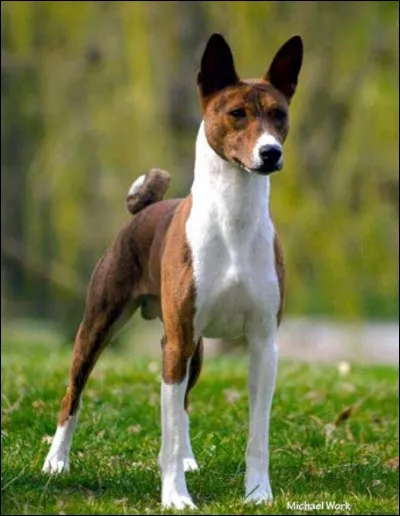 Devine la race de ce chien.