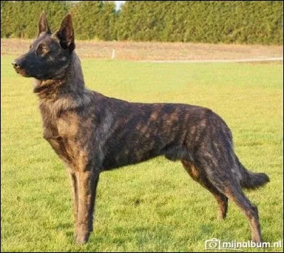 Devine la race de ce chien.