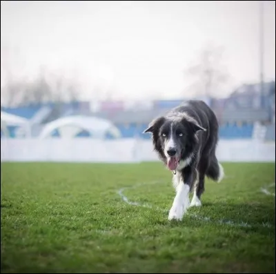 Devine la race de ce chien.