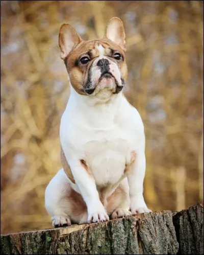 Devine la race de ce chien.