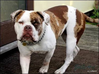 Devine la race de ce chien.