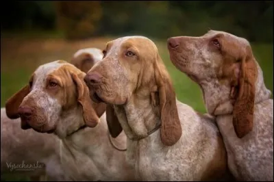 Devine la race de ce chien.