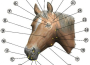 Quiz L'anatomie externe de la tte du cheval