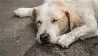 Ton chien est grièvement blessé, tu décides...
