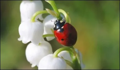 Quelle est la particularité du chiffre 7 ?