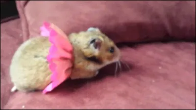 Quel pays ne participe pas à cette Coupe du monde ?