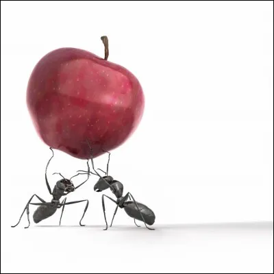 Jusqu'à combien de fois la fourmi peut-elle soulever son poids ?