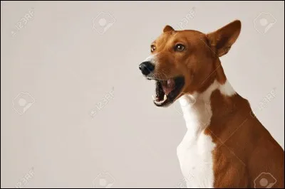 Quel est le seul mammifère qui ne baille pas ?