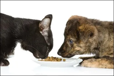 Si tu étais un animal, que préférerais-tu manger ?