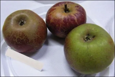 Quelle est cette pomme ?