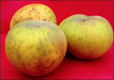 Quelle est cette pomme ?