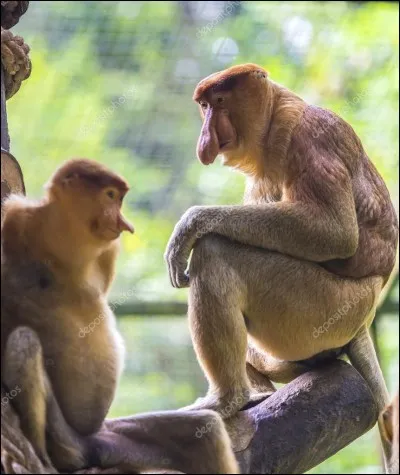 Quel est cet animal ?