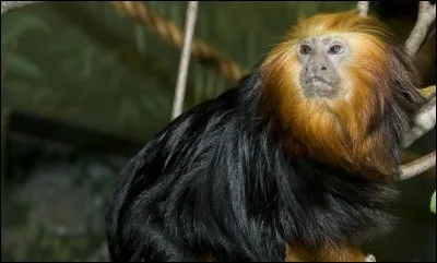 Quel est cet animal ?