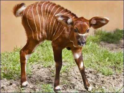 Quel est cet animal ?