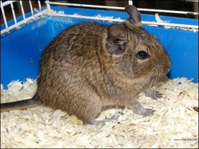 Quel est cet animal ?