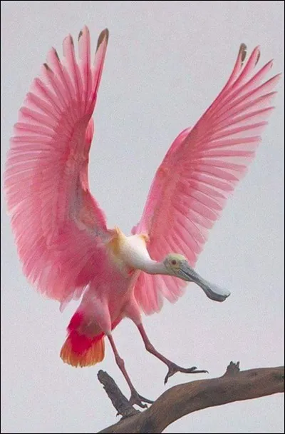 Quel est cet oiseau ?