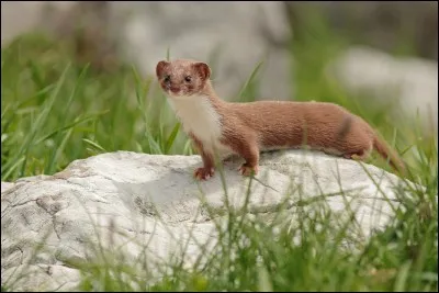 Cet animal est un furet.