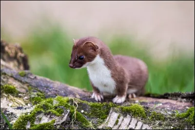 Il est omnivore (qui mange de tout).