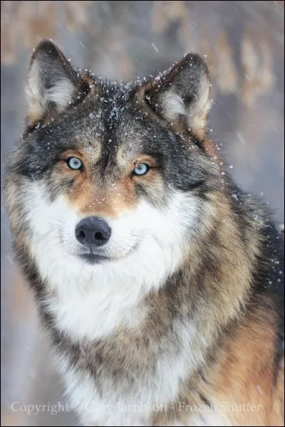 Ce chien a les yeux bleus.