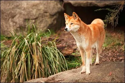Celui-là aussi est un chien.