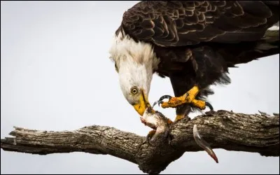 Les aigles sont carnivores.