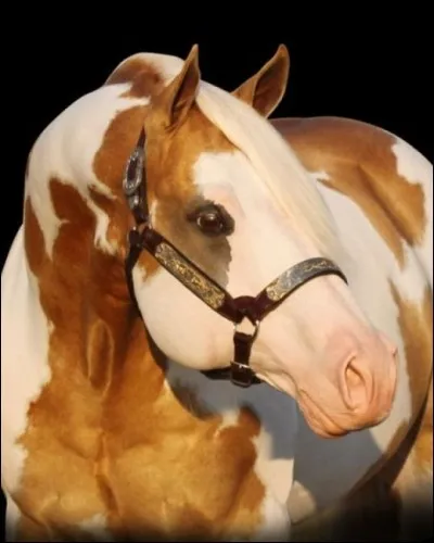 Allez un dur : c'est un paint horse.