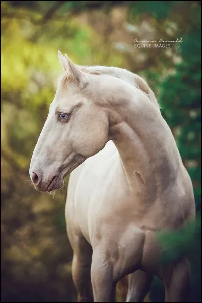 Ce cheval à une robe crème.