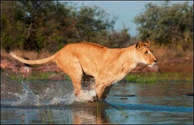 Une lionne peut tuer un homme d'un seul coup de patte.