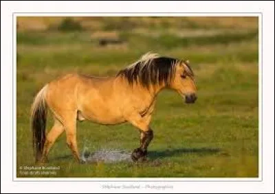 Quand le cheval est typé "henson", quelle est sa robe ?