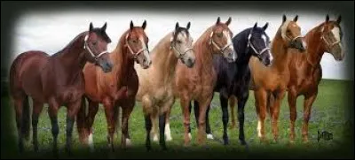 En quelle année le quarter horse a-t-il fait son apparition en France ?