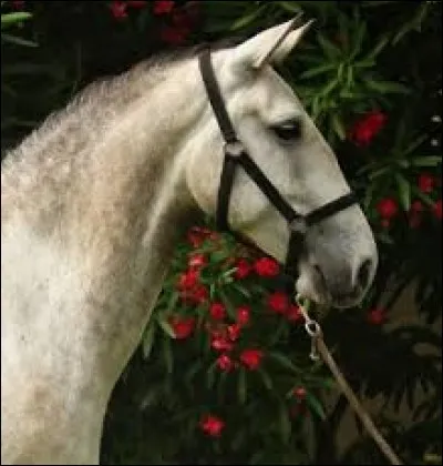 Comment se nomme la forme de tête d'un lusitanien ?