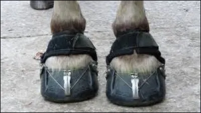 Comment s'appelle les chaussures pour chevaux ?