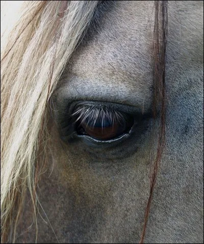 Combien existe-il de races de chevaux ?