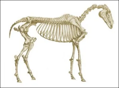 Combien d'os a le cheval ?