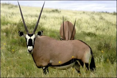 Combien comptons-nous d'espèces d'oryx ?