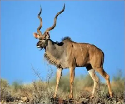 Quelle est la hauteur des sauts du Grand Koudou ?