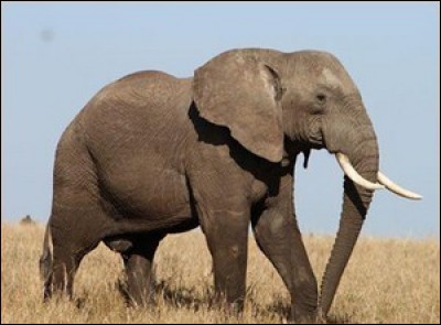 L'éléphant d'Afrique est le plus grand animal terrestre. Il peut peser plus de...
