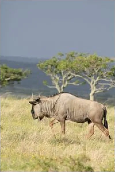Comment appelle-t-on la maman gnou ?