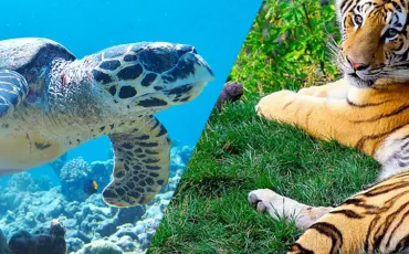 Quiz Animaux